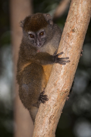 Lemur šedý